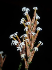 Lysinema pentapetalum