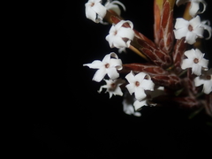 Lysinema pentapetalum