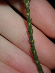 Lysinema pentapetalum