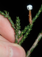 Lysinema pentapetalum