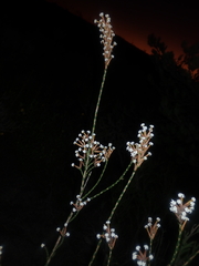 Lysinema pentapetalum