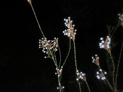 Lysinema pentapetalum