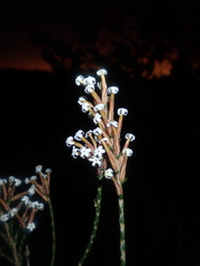 Lysinema pentapetalum