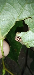 Oenopia conglobata