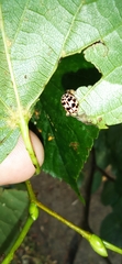 Oenopia conglobata