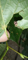 Oenopia conglobata