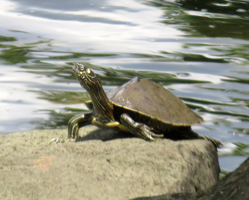 Ouachita Map Turtle