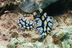 Phyllidia picta