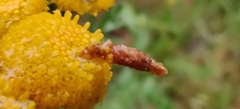 Coleophora tanaceti