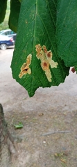 Cameraria ohridella