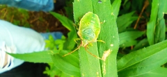 Acanthosoma