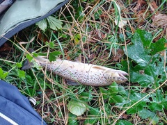 Salmo trutta fario