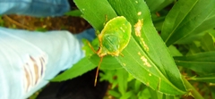 Acanthosoma