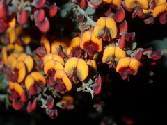 Daviesia podophylla
