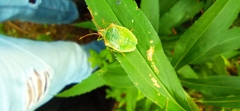 Acanthosoma
