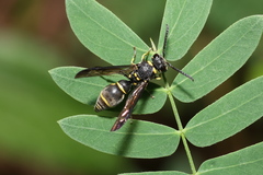 Apodynerus formosensis