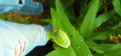 Acanthosoma