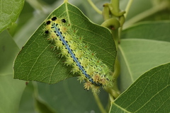 Parasa pastoralis