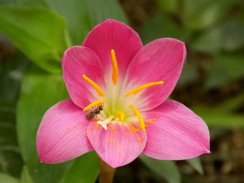 Foster's zephyrlily