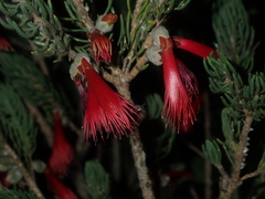 Melaleuca eriocarpa