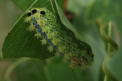 Parasa pastoralis