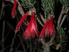 Melaleuca eriocarpa