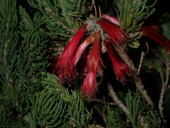 Melaleuca eriocarpa