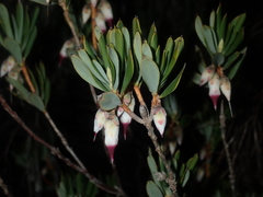 Conostephium pendulum