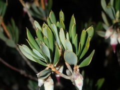Conostephium pendulum