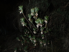Conostephium pendulum