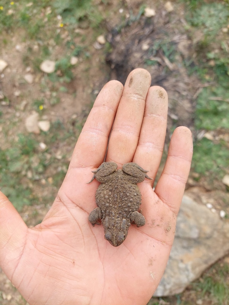 Sand Toad from -34.212963, 20.402964 on July 27, 2022 at 01:46 PM by ...