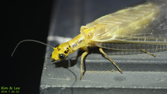 Protohermes xanthodes