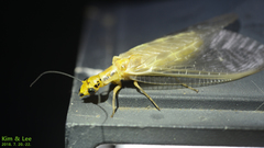 Protohermes xanthodes