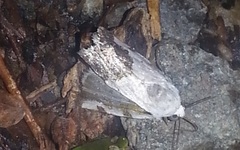 Acontiini