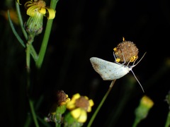 Evergestis extimalis