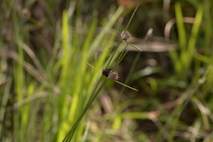 Mesomelaena pseudostygia