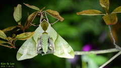 Callambulyx tatarinovii