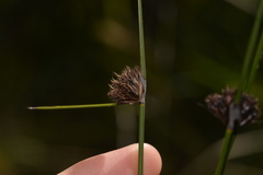 Mesomelaena pseudostygia