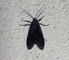 Thysanoprymna superba