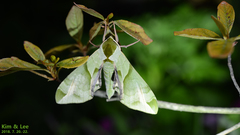 Callambulyx tatarinovii