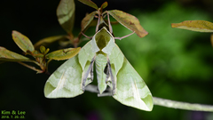 Callambulyx tatarinovii