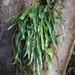 Pyrrosia longifolia - Photo 由 Cemone Hedges 所上傳的 (c) Cemone Hedges，保留部份權利CC BY-NC