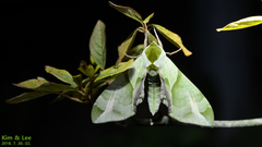 Callambulyx tatarinovii