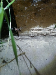 Latrodectus hesperus