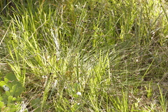 Mesomelaena pseudostygia