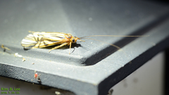 Macrostemum radiatum