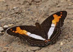 Adelpha malea