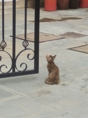 Felis catus