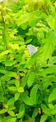 Celastrina argiolus
