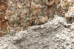 Salpingidae